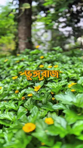 নীরবতায় লুকিয়ে থাকা ভুঙ্গরাজ ফুলের সৌন্দর্য🌼✨ 📍University of Chittagong
