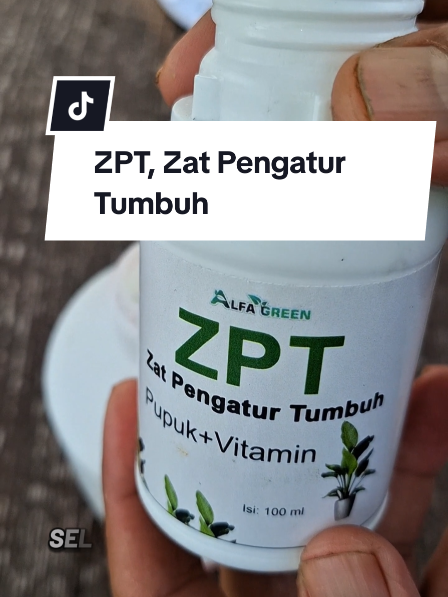 Untuk memepercepat pertumbuhan dan pembuahan selain dikasih pupuk standar tanaman juga perlu dikasih ZPT, Zat pengatur tumbuh #berkebun #pupuk #zatpengaturtumbuh 