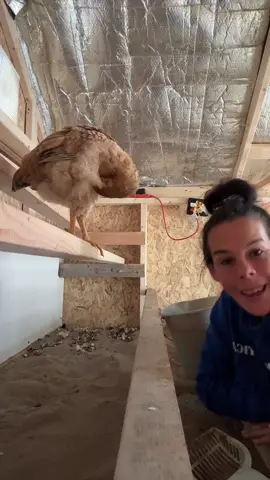 My favorite addition to my #chickencoop is my sand shelf under my roost! #backyardchickens #chickensoftiktok #chicken #advice #tips 