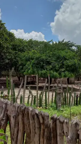 🌵🎶.... #nordestino #sertaodonordeste🌵 #foryoupage #fyp 