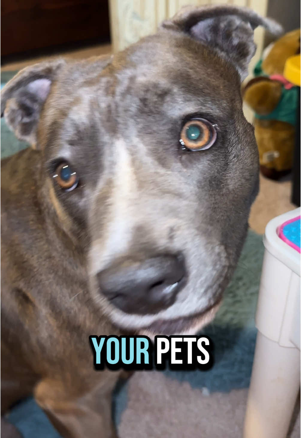 Let me see the pets running your household. I’ll follow every one of them, no questions asked