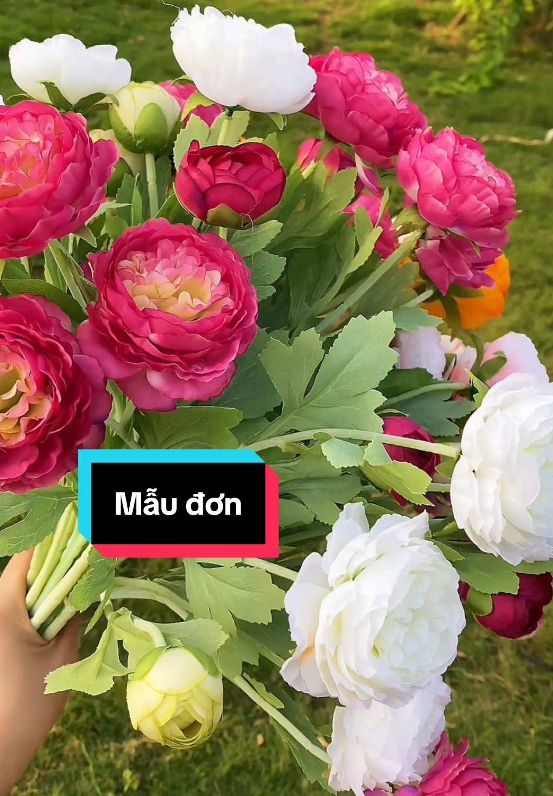 E ra được 5p mà nhiều người nhìn quá, thôi đi về 😂😂😂 #hoaluathanhxuan #hoamaudon #hoagia #maudon #hoalua #hoa