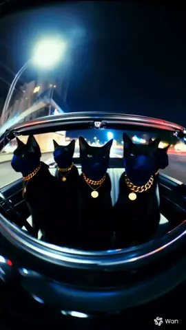 Gatto gangstà #foryoupage #perte #blackpowercat #europe #gattiditiktok #fyp #criminalcats 