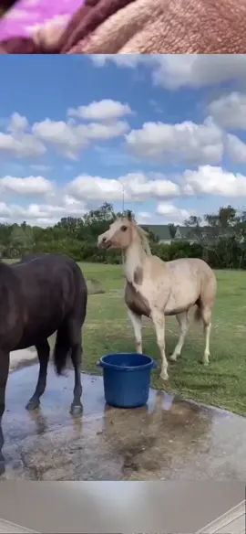 #funnyanimals #cuteanimals #pets #fyp 