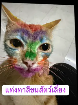#แท่งย้อมสีผม #แท่งย้อมสีล้างออกได้ #สีทาแมว #แมว 