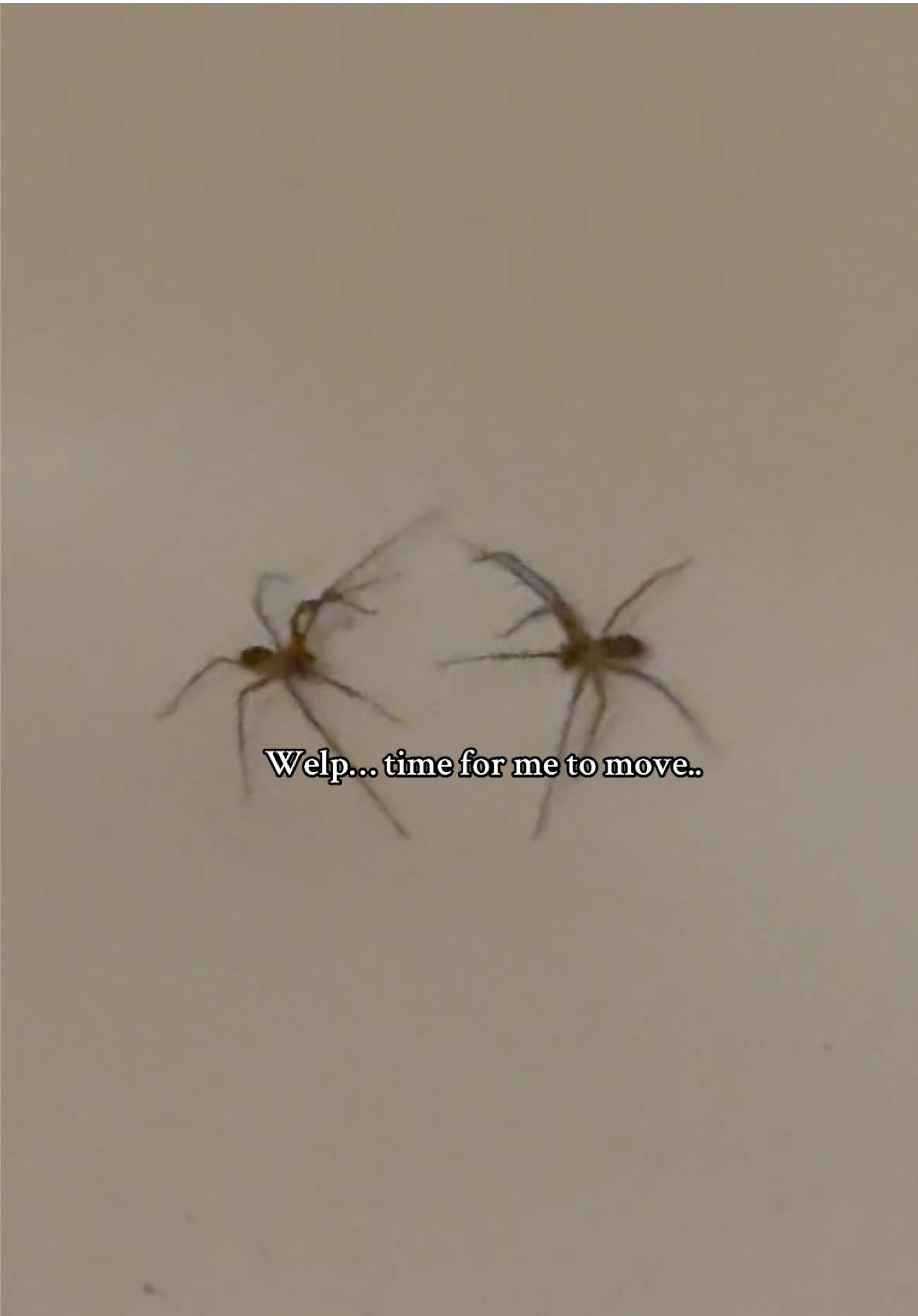 I didn’t want to start the day like this #spider #spiders #arachnophobiawarning 