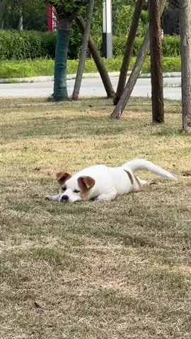 Gần mực thì đen, gần thiên nhiên thì thư giãn.. 🐶