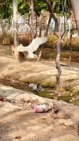 #dog #vs #duck #funny #animals #foryoupage 