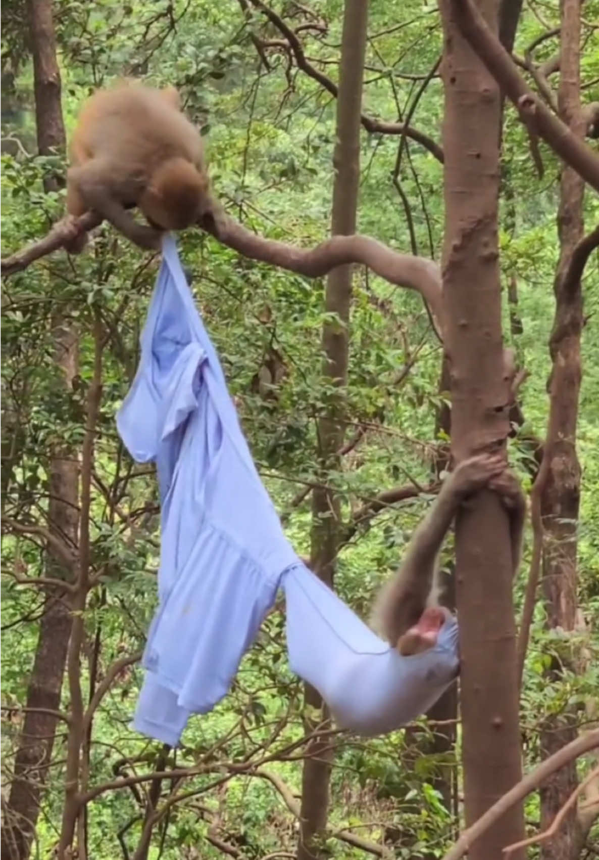 😂🤣 #monkey #funny #monkeylife #treanding #tiktok #varil #fypシ 