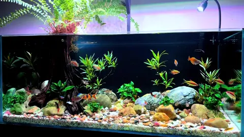 Góc chill mỗi tối...🐠🐠🐠 ! #cacanh #thuysinh #biotop #cadep 