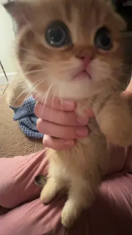 this audio is so funny im crying (i also have no idea why we have this clip of baby doob) #fyppppppppppppppppppppppp #kitten #catsoftiktok #doobscoobgoob #fypシ゚viral 