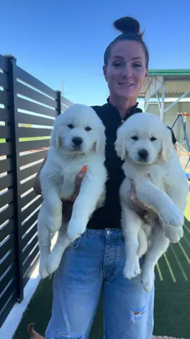 #vogelsbergfamilyfarm vogelsbergfamilyfarm.com #goldenretriever #goldenretrievers #englishcream #englishcreamgoldenretriever #retrieverpuppy #retrieverpuppies #retrieverpuppys #puppyface  #puppytiktok #puppiesoftiktok #puppylife #puppy #puppydog #tiktokpets #tiktokpuppies #puppyoftheday #puppyoftiktok #puppiesoftiktok #puppiesofnyc #puppiesofcalifornia #bestfriend #besties #happiness #Love #truefriends #truefriendship #familypup #familypet #familypets #puppytime #puppymemories #puppies  #puppy #puppylove #puppylover #makemesmile  #ilovedogs #ilovepuppies 