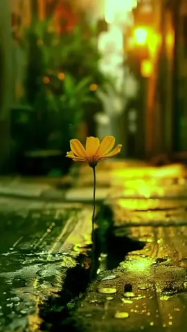 #motivational #poitry_lovers #foru #fy #motivationalquotes #viral #iloveyou #success 