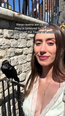 Replying to @Uncle Majin THIS is a raven! #raven #ravensflock #brid #birdsoftiktok #birds #toweroflondon #historytok #History 
