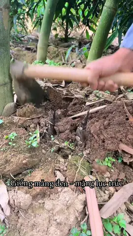 Giống măng lục trúc chiết bầu dễ ổn định . Trồng nhanh phát triển