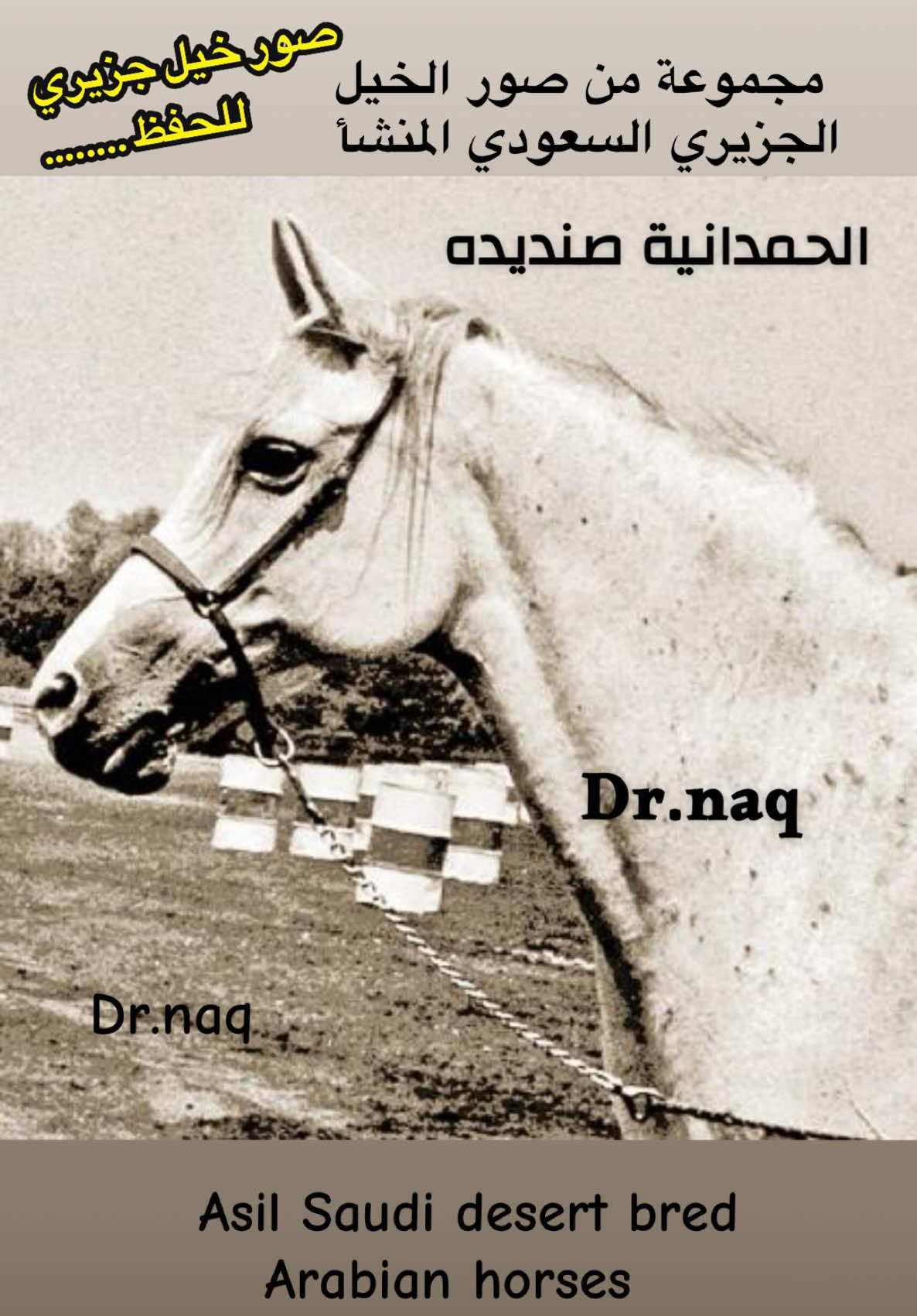 #خيل_وخياله🐎 #goviral #fyb #trending #الخيل_العربي_الاصيل #الحصان_العربي #الخيل_الجزيرية #اكسبلور #السعودية🇸🇦 #horsesoftiktok 