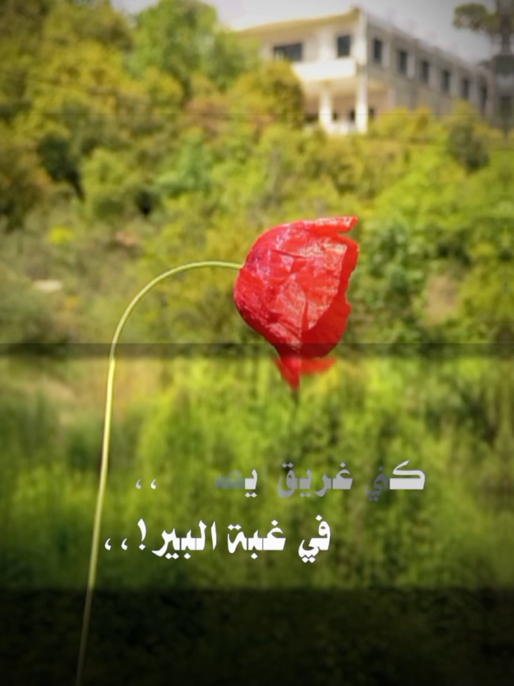 تعبت والاحزان صفت طوابير 💔😔  ما عاد للأيام لذة 🥀 #سلطان_بن_مريع #عبارات_حزينه💔 #شيلات_حزينه #حزين #trending #viral #tiktok #fyp #fypシ゚ #اكسبلور #تصميم_فيديوهات🎶🎤🎬 #تصويري #lavendr81 #beautiful #amazing #rose #flower #CapCut 