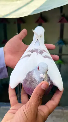 #refostuentertainment #pageforyou #unfreezemyacount #pageforyou_🔥 