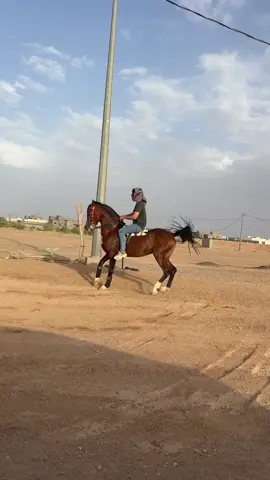 الوافيي 🔥.#الوافي #خيل_وخياله🐎 #اكسسبلور #اكسسسسسبلورررررررر #fyp 