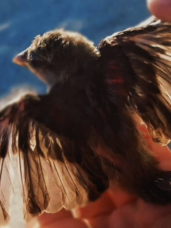 I love my people  [#NEWTSCAMANDER #newtscamander #newtscammanderedit #fantasticbeasts #hufflepuff #aurora #animals #Love #fyp #fypシ゚ #trend #harrypotter ]