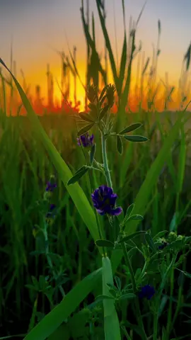 حرب ما بين هذا وذاك 💔🙂‍↔️#اليوسفيه_ديار_العز🌱🌱_الفرات #تصويري📸 