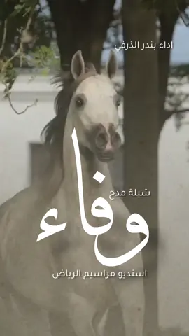 شيلة باسم وفاء 2025 شيلة مدح باسم وفاء #شيلة_باسم_وفاء #شيلة_وفاء