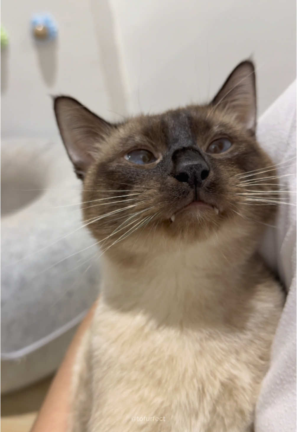 pretty whiny baby ☺️ #catoftiktok #siamese #cute 