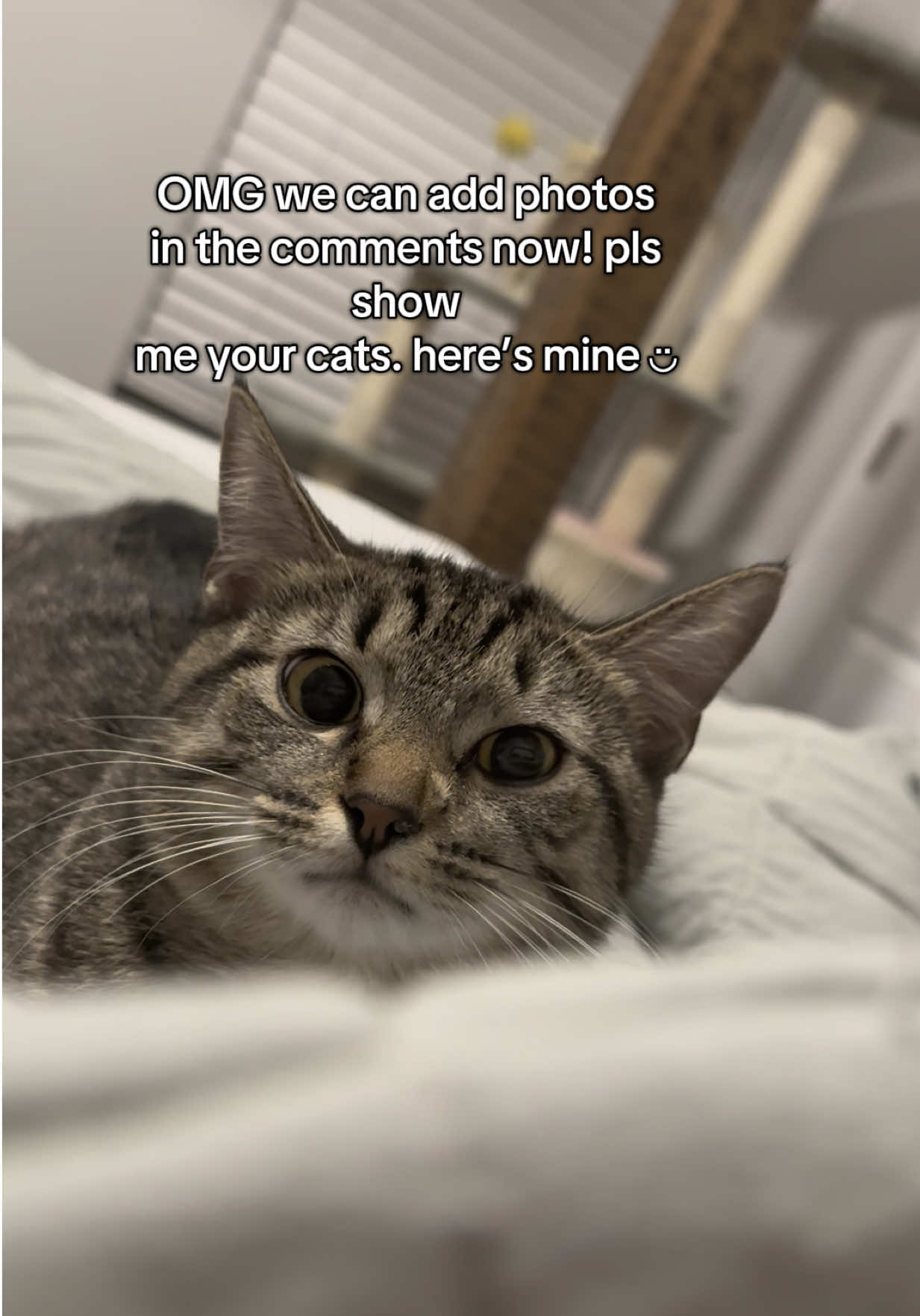 Rory wants to see her friends 💗 #cat #catsoftiktok #catlovers #cute 