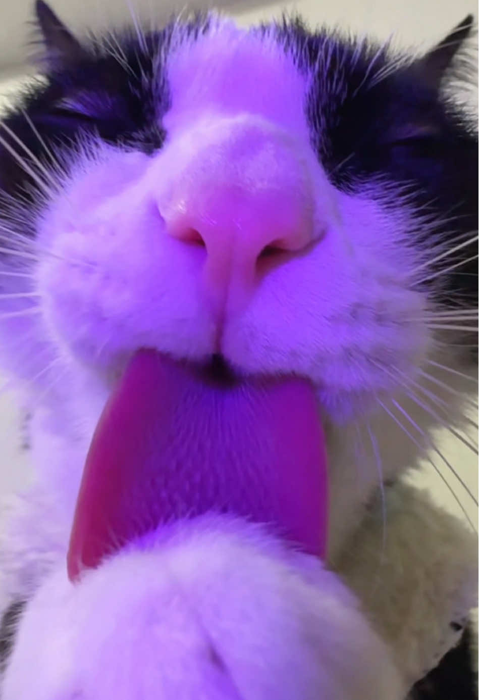kiss kiss #fyp#pettok#FunnyPet#cuteanimalsoftiktok #sex #cat #sexyy#cats #catlover #parati#chile #kittensoftiktok #gatito