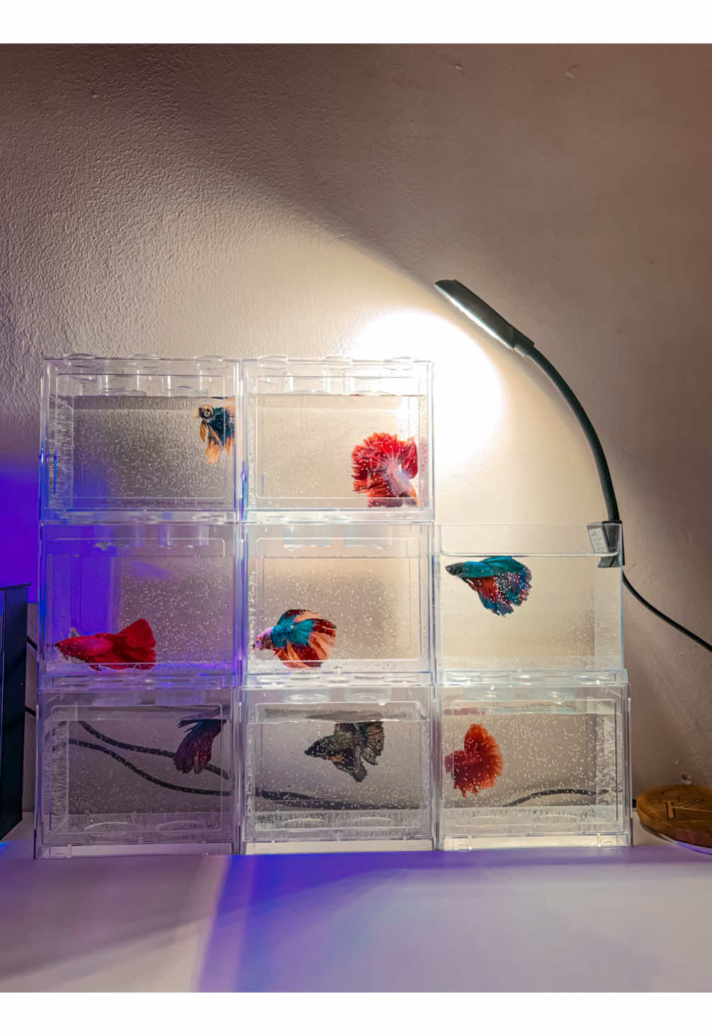 Aquarium lego transparant, dengan ini lampu akan menerangi ikan dibagian paling bawah juga 😍#aquariumminiakrilik #aquariumlego #aquariumcupang #aquariumikanhias #ikanlaga #ikanhias #homedecor #ikancupang 