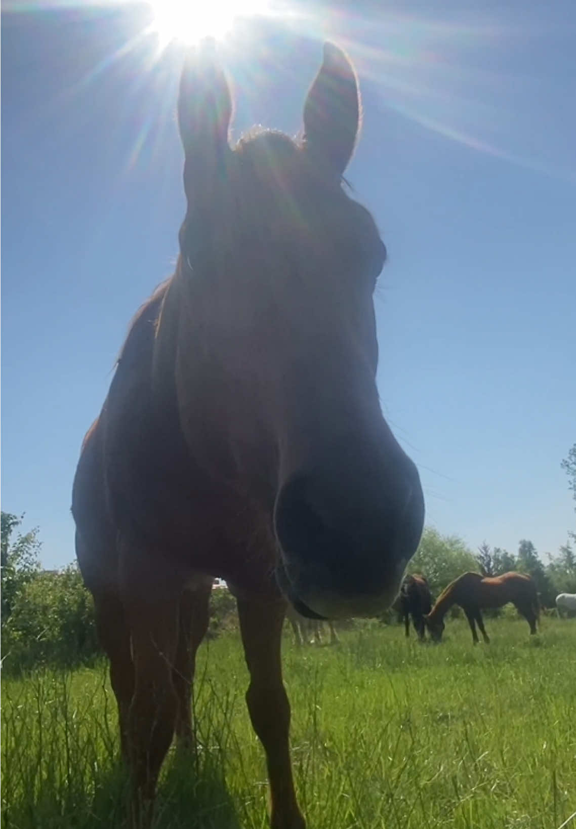 Sunny days🌤 #foryoupage #horsesoftiktok #horses #horse #horseriding #equestrian #Summer 