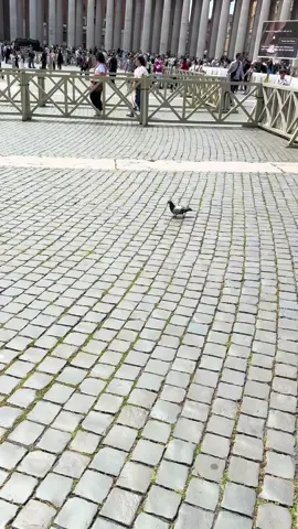 En el vaticano no todo era tristeza por la partida del papa la paloma animó un poco el ambiente 😂🇮🇹 #roma #vaticano 