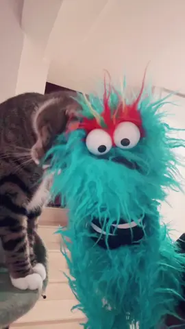 #PuppetsOfTikTok #ShaggyBlue #CatsOfTikTok #BeetlejuiceTheCat 