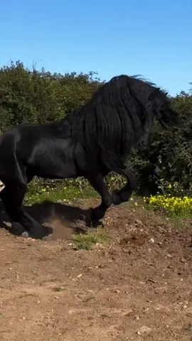 #إطاليا🇮🇹فرنسا🇫🇷ألمانيا🇩🇪بلجيكا🇧🇪إسبانيا #خيل_وخياله🐎 
