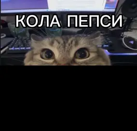 тгк: Человек-арбуз #котики #кот #котик #хахаххаха #чо #щенята #собаки 