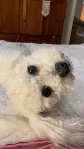 Está bueno ser blanca jaja #tati #dogsoftiktok #perritostiktokers #perros #perrhijos 