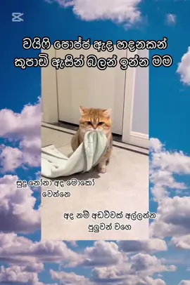 #onemillionaudition #fpyシ #funnycat #funnymemes #wathsaapstatus #viralvideo 