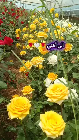 #امي #اختي 