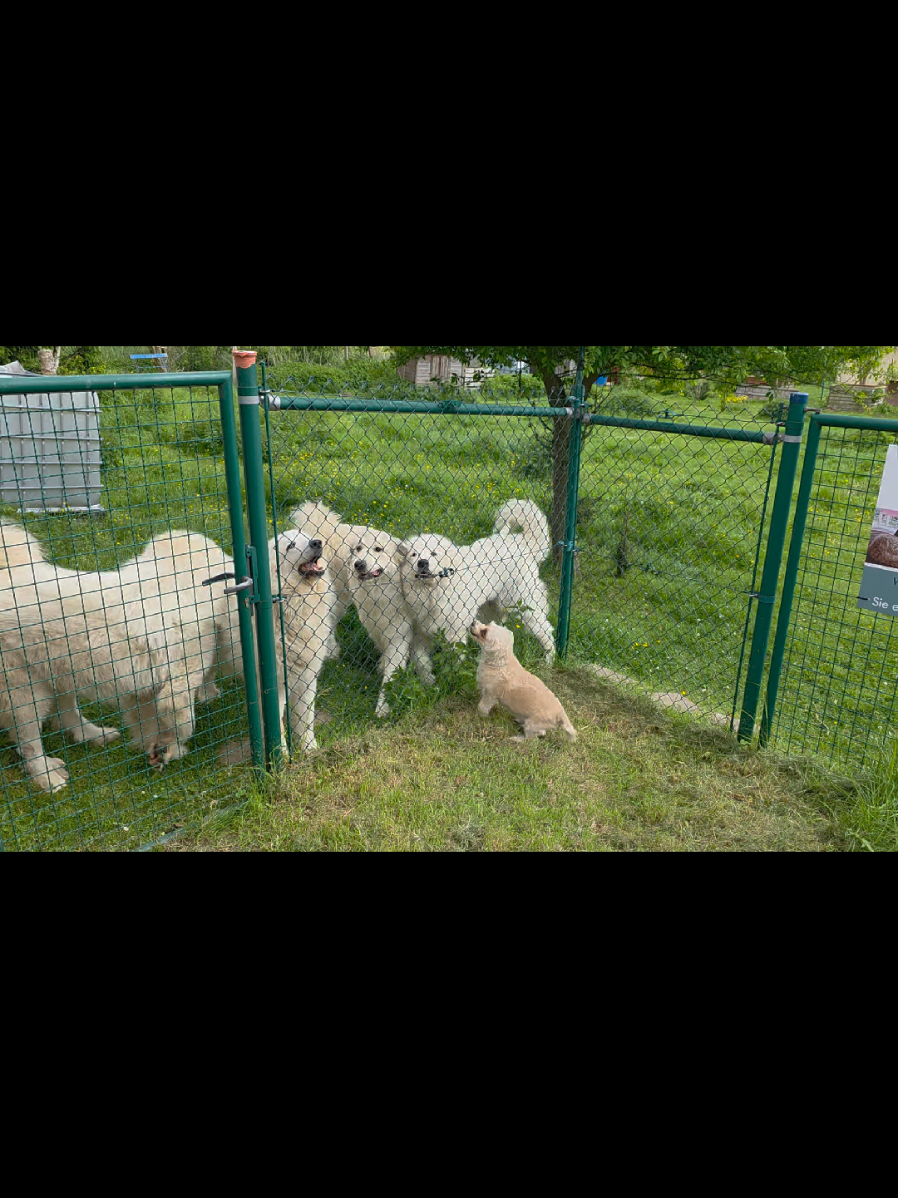 #PyrenäenberghundevomEhrenbergerHof #Pyrenäenberghunde #Glück #Tiervideo #Gemeinsam #Vertrauen #Liebe #Tierfreundschaft 