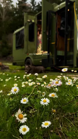 a gentle afternoon by the river 🌿✨ : #slowliving #simplelife #naturetherapy #naturelover #vanlife #cozyvibes 