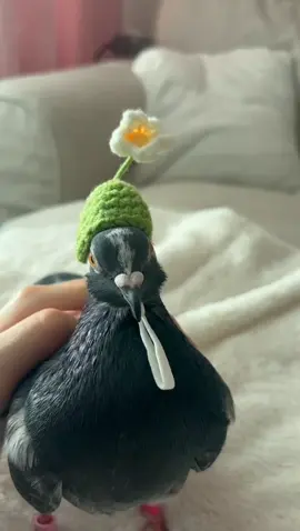 🌼🌼🌼 #pigeon #pet #pigeontok #bird #hat #pigeonaspet 