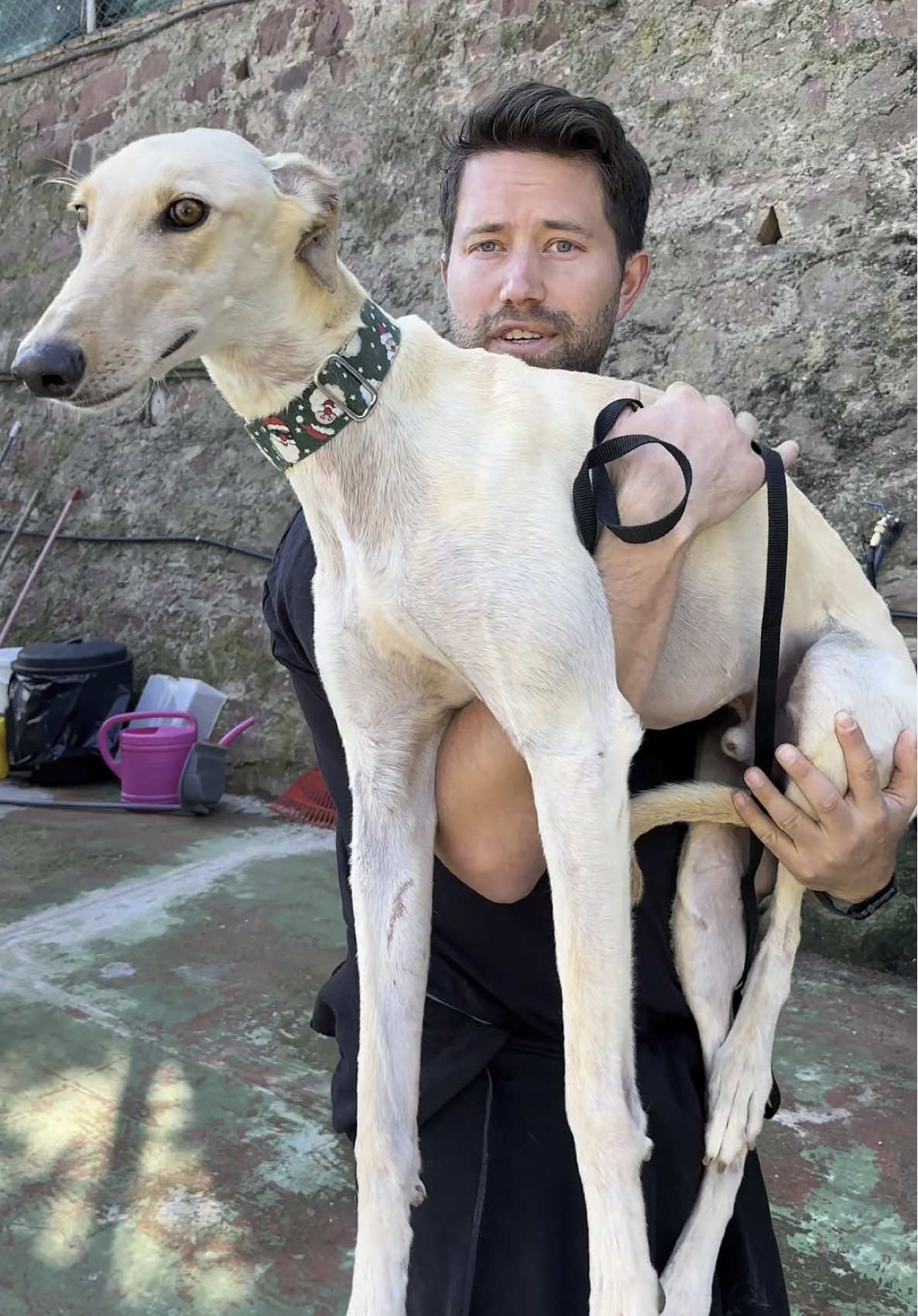 Spain Galgo rescue trip.   Went to save 32 dogs.  Ended up bringing 3 cats to a new home, 3 cats back to the U.S for adoption and 32 to Galgos back to the states.    Still a lot of work to do in Spain but we will be back.  #spain #galgos #catrescue #dogrescue @Sterling Davis 