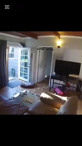 Dogs try to catch chicken #dog #doglovers #funn  #chicken 