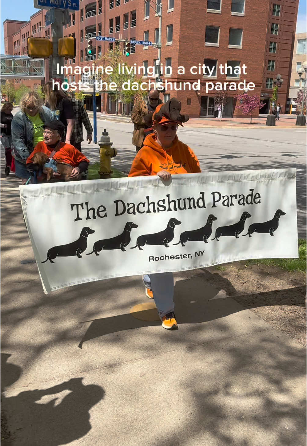 Perks of living in #GreaterROC >>> there’s a parade or festival for everything ✨ . #DachshundParade #dachshundsoftiktok #RochesterNY #Dachshund #rochesternewyork 
