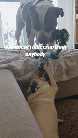 #puppy #dogs #dogtok #dogsoftiktokviral #dogsoftiktok #pug #bullybreeds  #puglife #pugs #funny #play #animals #animallover 