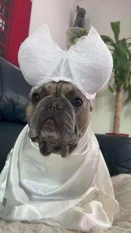Habemus papam 🤣 #habemuspapam #frenchbulldog #romania #fyp 