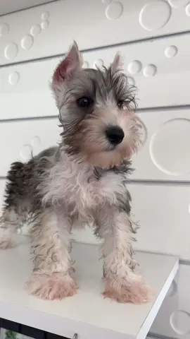 Sweet petite and ready to go home!!  #schnauzer #cute #wagglescharlotte #cutepic 