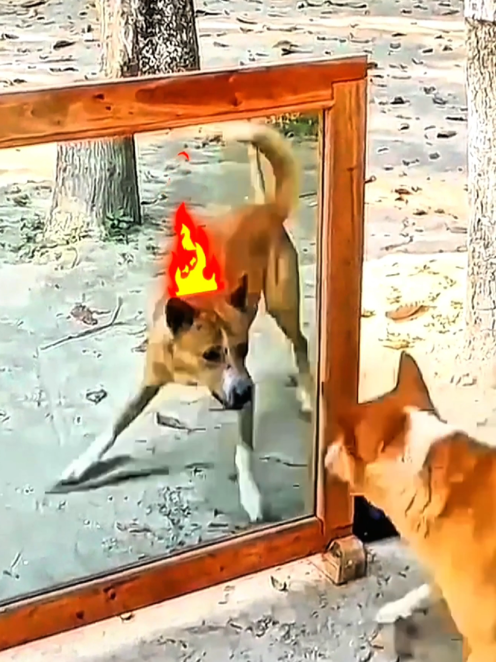 Dog Mirror Prank Gone Hilariously Wrong! #dogsoftiktok #dogvideos #fyp 