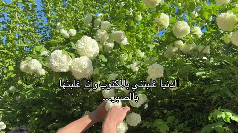 #fyp #اللهم_صل_وسلم_على_نبينا_محمد #تصوري📸 #الشرق_الاوسط #ادلب_حمص_حلب_شام_درعا_حماة 