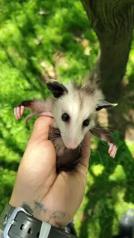 Baby Todd still goin strong #babypossum #possumcore #opossum #baby #animalsoftiktok #socute 